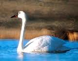 swan
