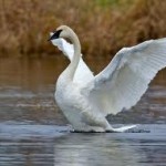 Trumpeter Swan