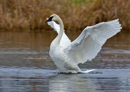 Trumpeter Swan