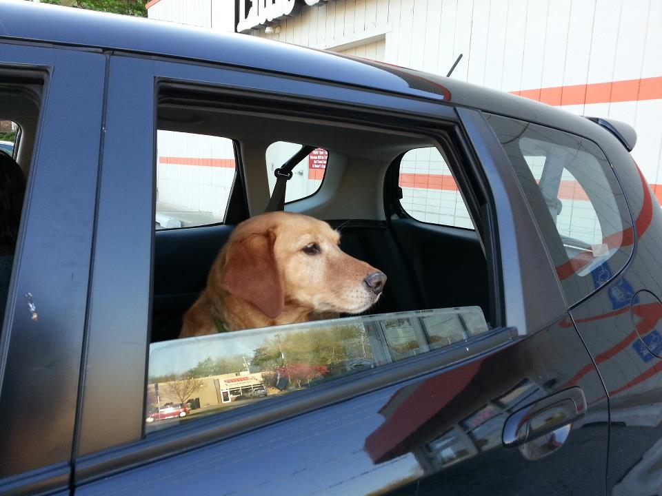 Reminder dogs die in hot cars « KJAN Radio Atlantic, IA AM 1220