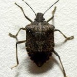 Marmorated Stink Bug 