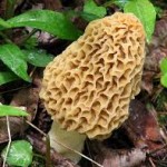 A Morel mushroom (ISU Extension photo)
