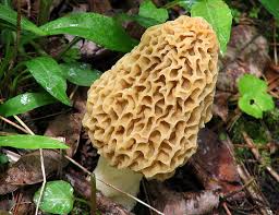 A Morel mushroom (ISU Extension photo)