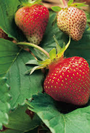 berries