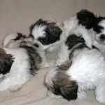 puppies for sale 013