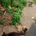 IMG_20150523_155903546