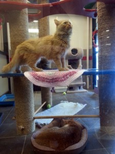 Cats at ARL