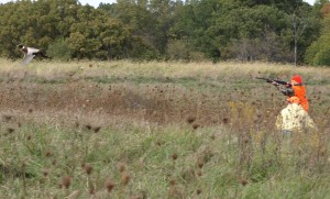 Pheasant Hunting