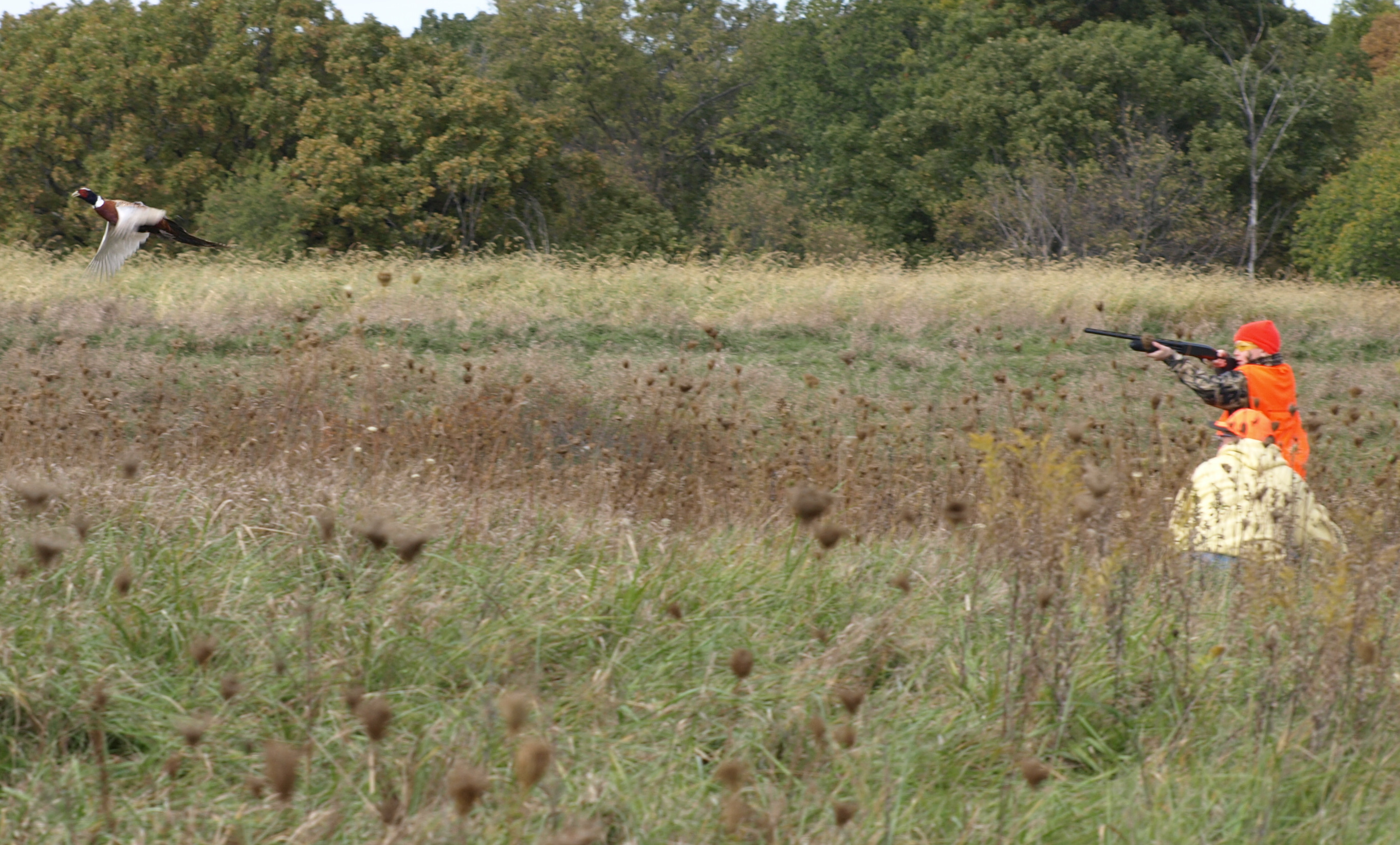 Iowa Pheasant Harvest Up 30 In 2014 KJAN Radio Atlantic IA AM 1220 iowa-pheasant-harvest-up-30-in-2014-kjan-radio-atlantic-ia-am-1220