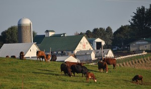 Organic Farm