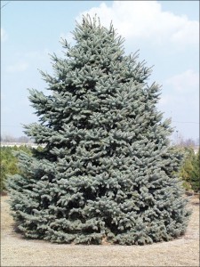 A Blue Spruce Christmas Tree (Photo from ISU Extension)