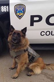 Council Bluffs Police Dept. K9 "Willy" wears his new vest. (CB/PD Facebook page photo)