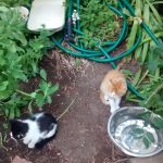 IMG_20160627_195124137