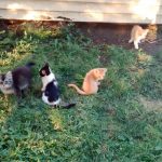 IMG_20160627_202036388