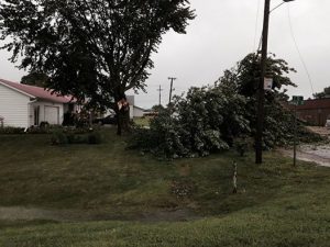 Fallen tree in Massena Tue. afternoon. Photo courtesy Cass County Emergency Mgmt. Coordinator Mike Kennon.