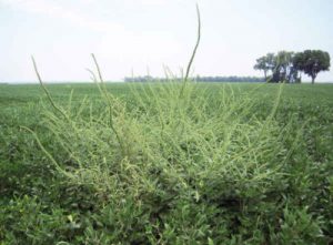 Palmer amaranth grows quickly and creates seeds rapidly, making it difficult to control. Weed scientists say it could be the most aggressive weed Indiana farmers have had to face. (Superior Ag Resources photo/Tom Sinnot)