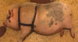 "Pumba," the pot bellied pig. 