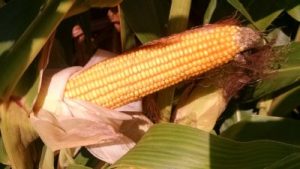 corn-ear-late-August-2016