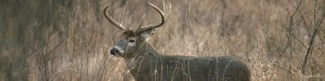 deer_rogerhill_03