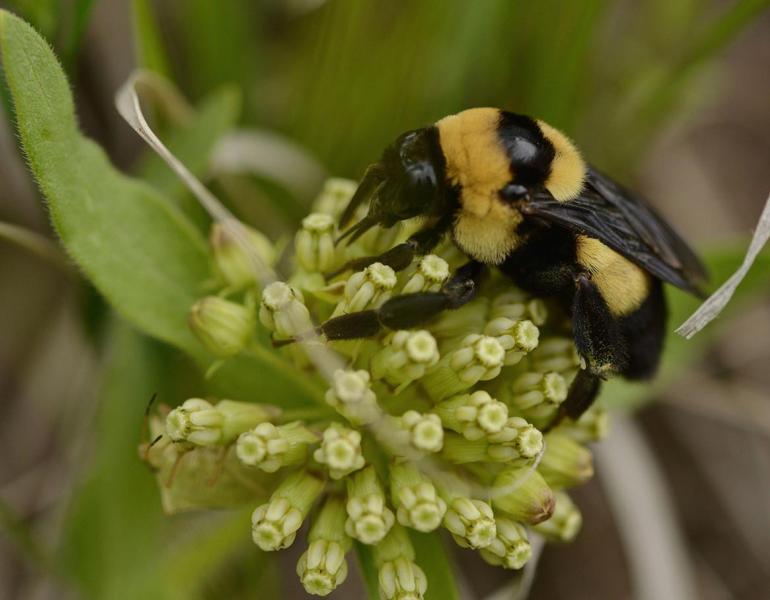 Learn to identify the 14 species of Iowa bumble bees in new ‘atlas ...
