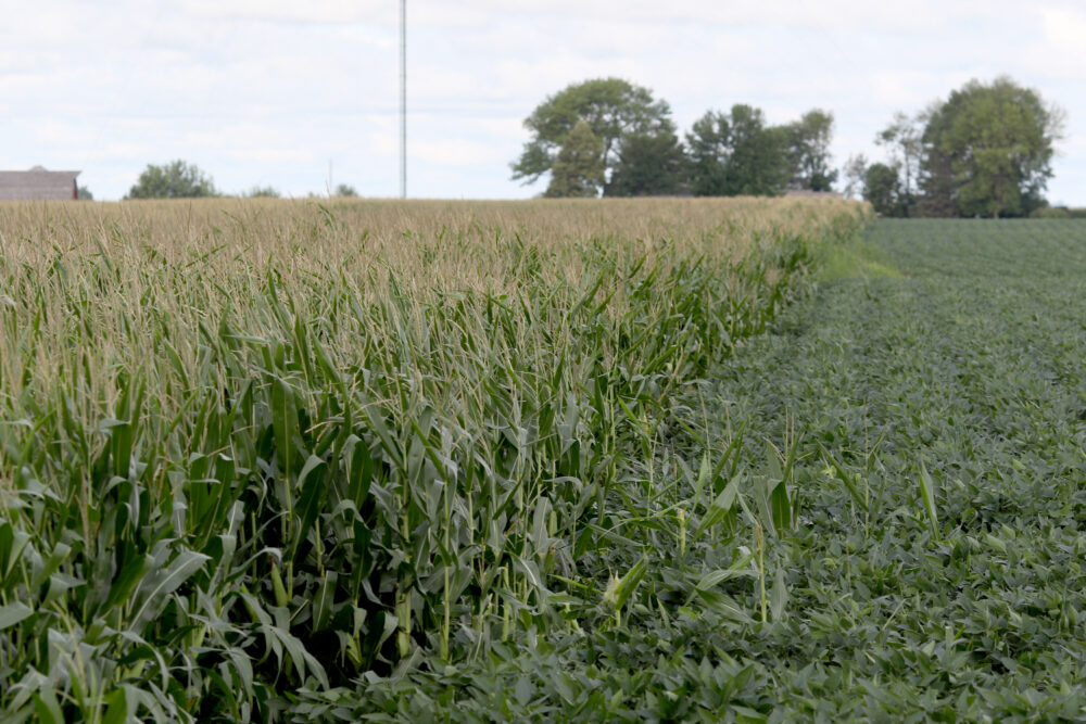 Corn and soybean associations study Farmers would suffer from trade