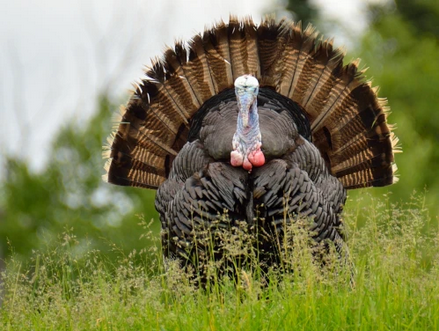 Wild Turkey (IA DNR)