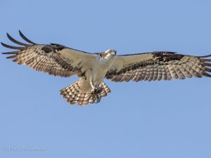 Raptor