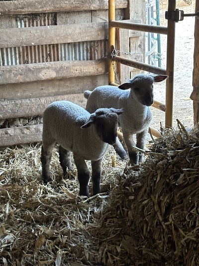 Hoopy Hallow Ranch lambs Kit and Kat will be at Spring Celebration Market by Produce in the Park on April 4t